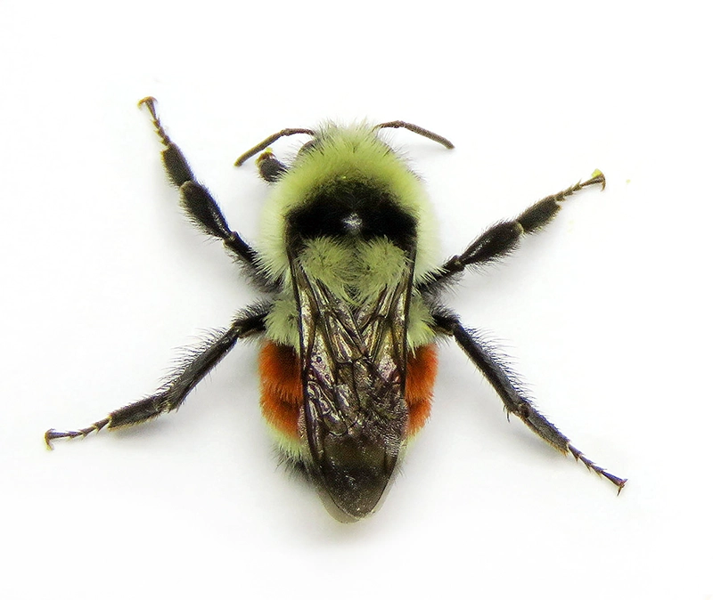 Bombus huntii